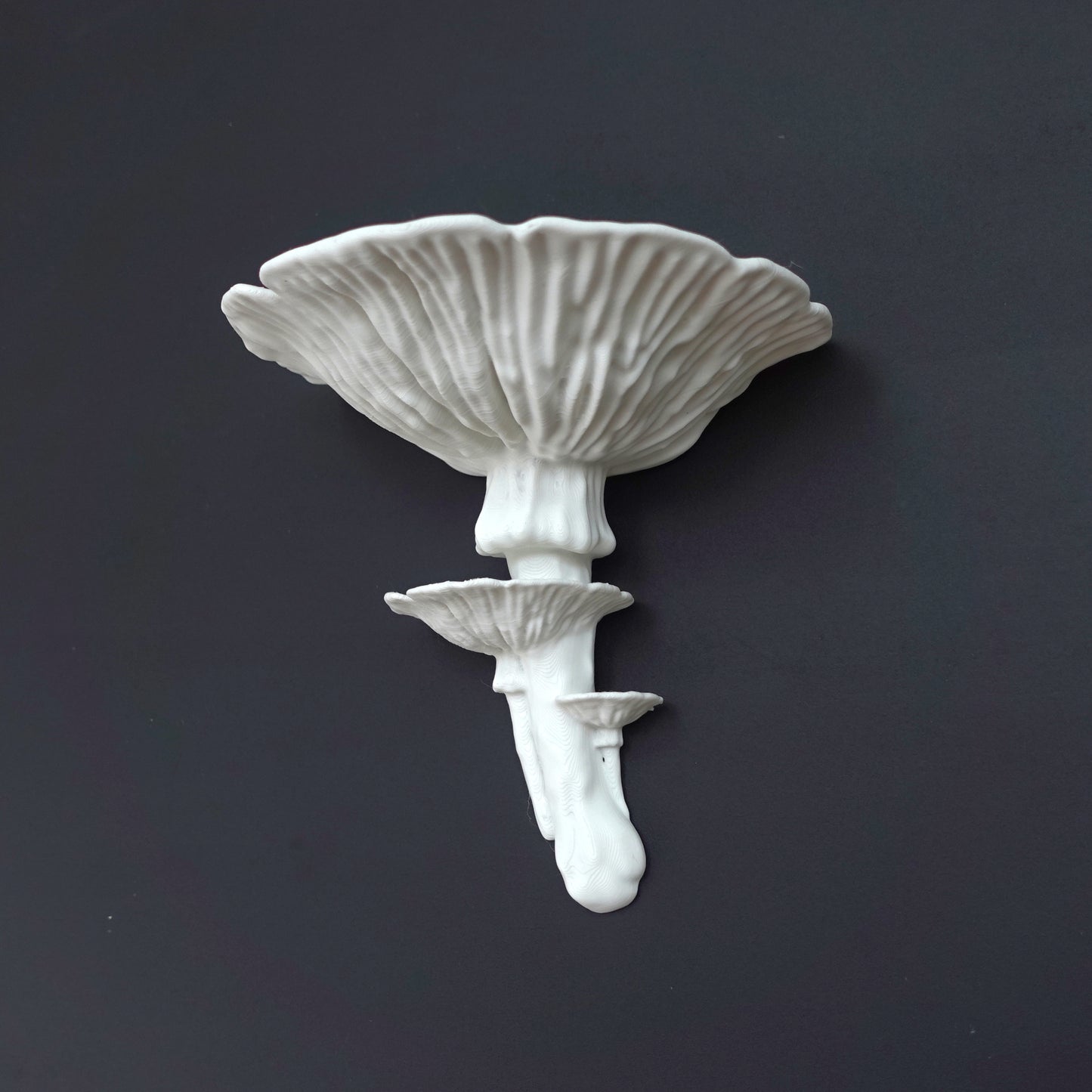 Amanita Fungus