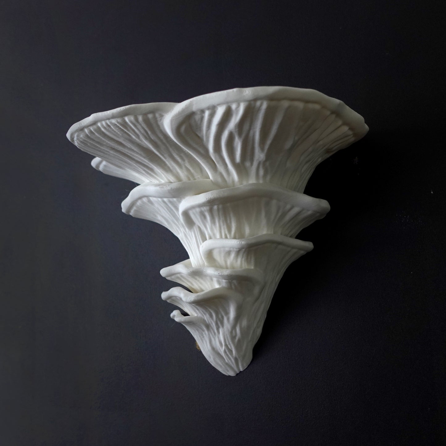 Djamor Fungus