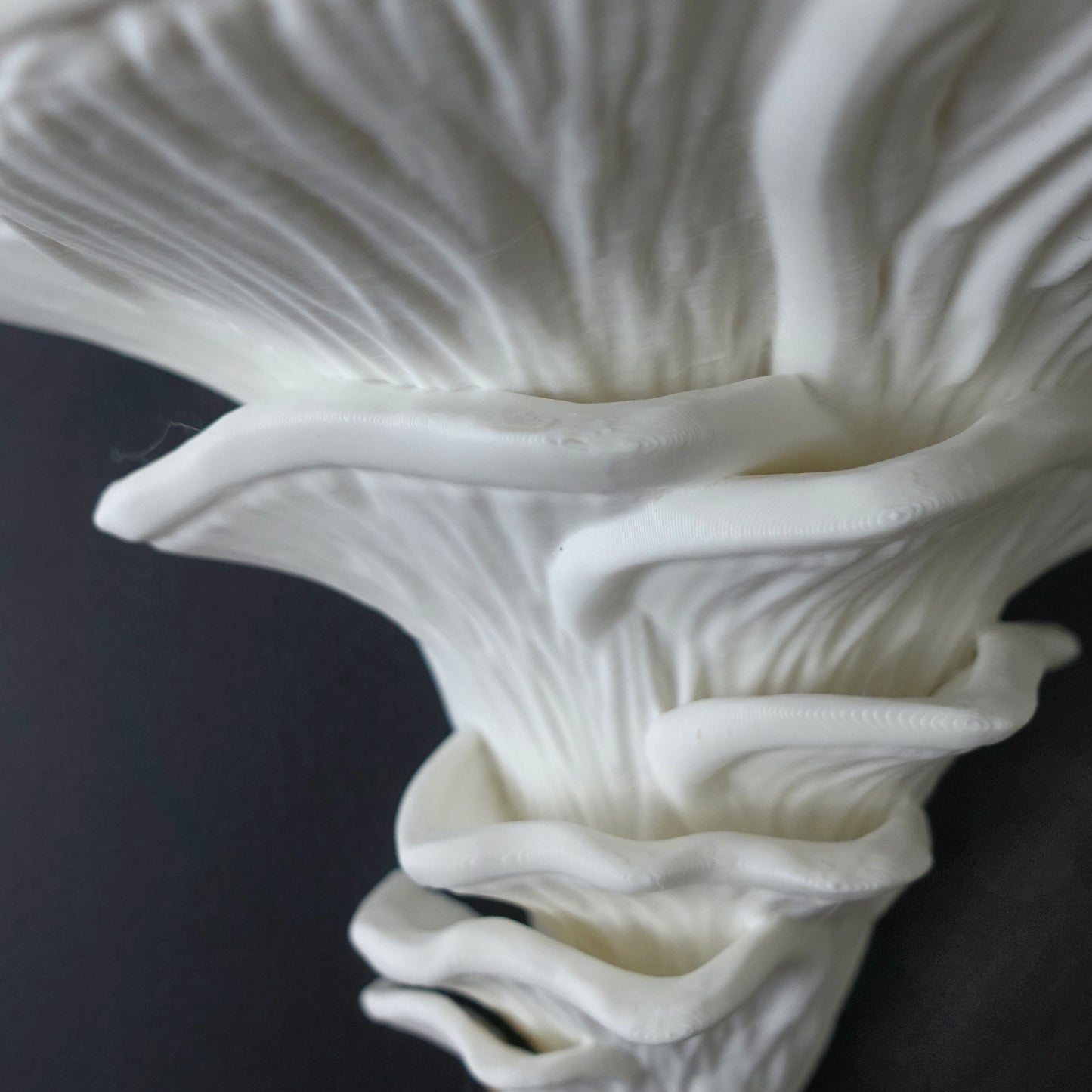 Djamor Fungus