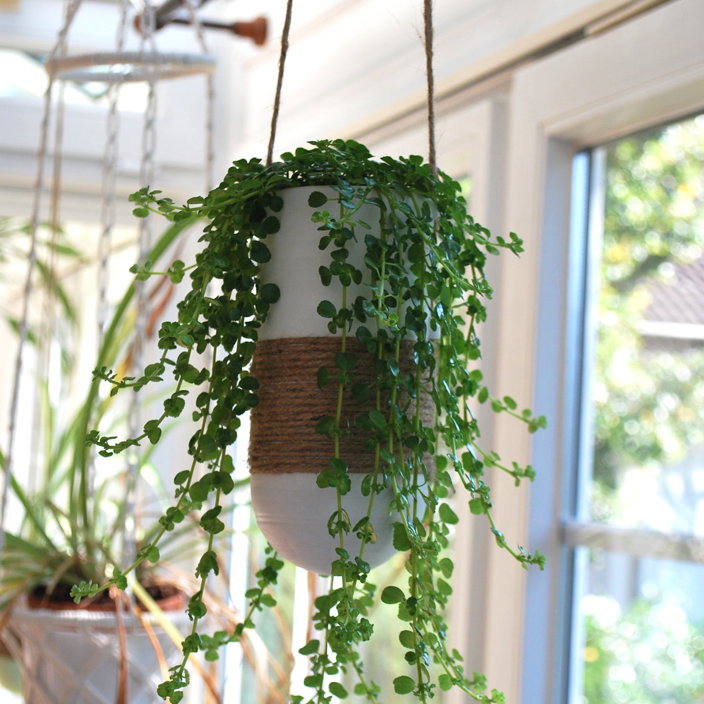 Gazzaladra's Hanging Planter