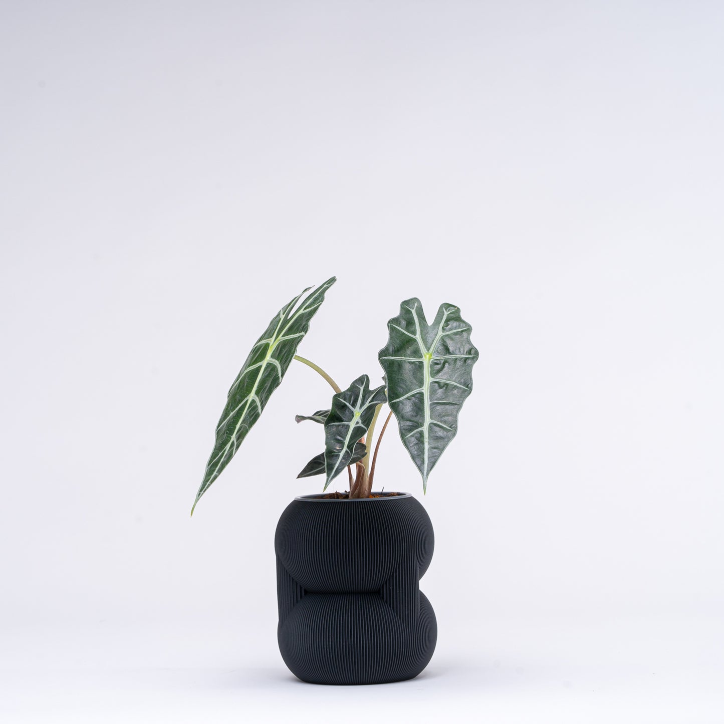 83 Planter