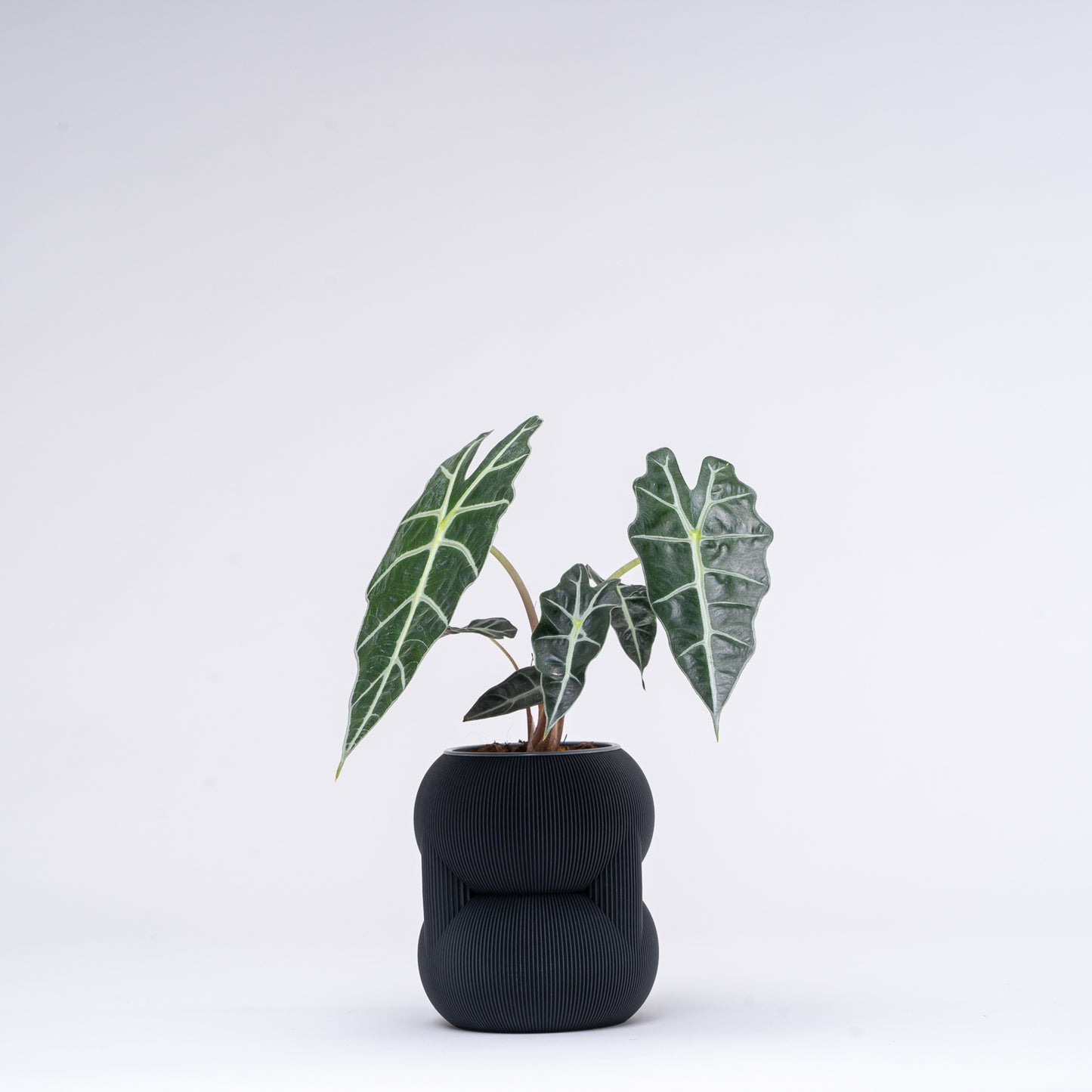 83 Planter