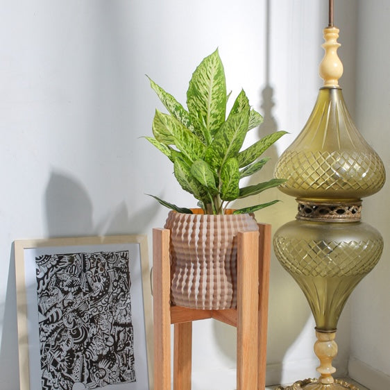 Cacto Planter