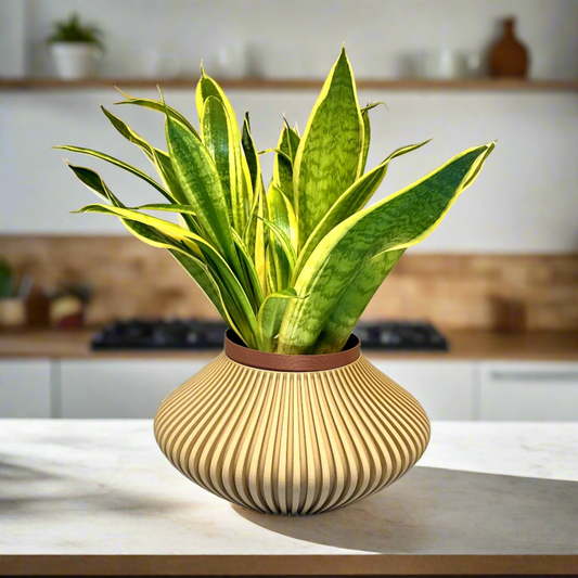 Venus Planter